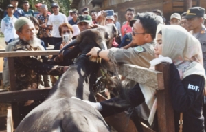 Distanak Laksanakan Vaksin PMK Kedua – Bupati Suntik Sapi di Kaubun