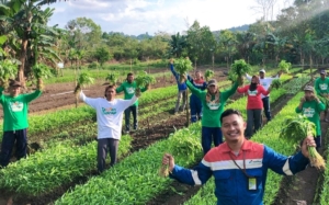Petani Sulap Lahan Gambut jadi Pertanian Holtikultura Semi Organik