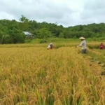 Hasil Sektor Pertanian Padi Sawah Mampu Diandalkan