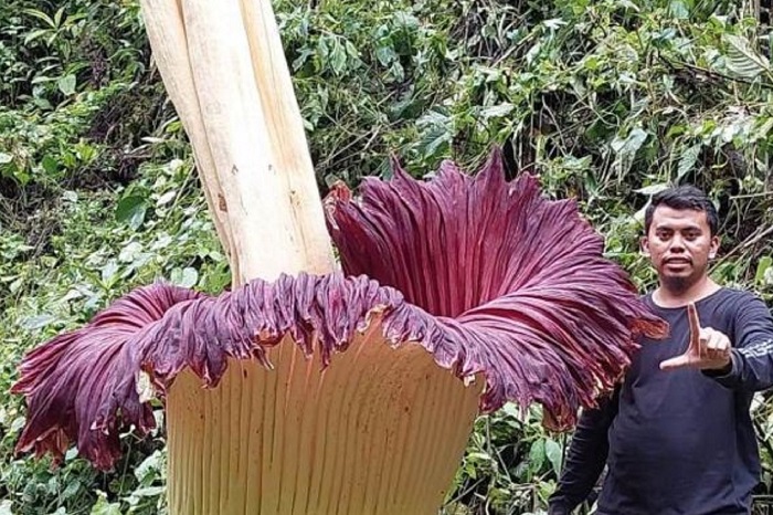 Bunga Bangkai Raksasa di Sitingkai Agam