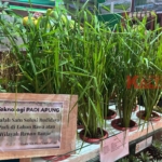 Padi Apung Jadi Solusi Pertanian di Lahan Rawa dan Tergenang