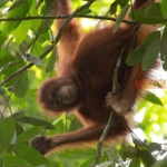 Balai TNK Tutup Prevab, Prioritaskan Konservasi Orang Utan