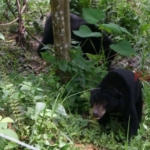 Diduga Induk dan Anak, Beruang Madu Makin Sering Muncul di Permukiman Warga