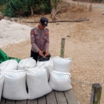 Panen Jagung Binaan PT Indominco di Teluk Pandan Capai 430 Kg, Hasil Terdampak Hama