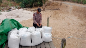 Panen Jagung Binaan PT Indominco di Teluk Pandan Capai 430 Kg, Hasil Terdampak Hama
