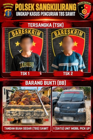 Polsek Sangkulirang Amankan Dua Terduga Pencurian 1,15 Ton Sawit PT Tri Daya Hutan Lestari